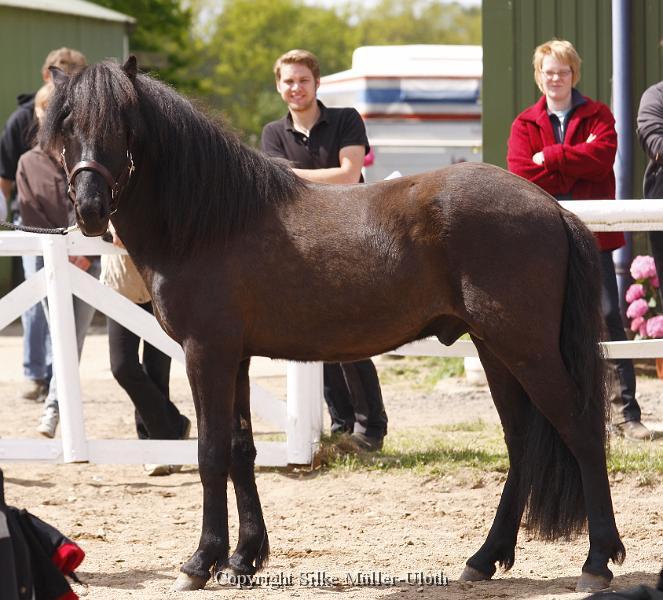 Noah von Heidmoor (15).JPG